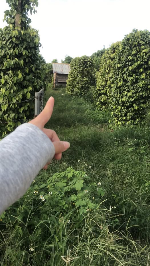 Đất thổ cư Kẻ Đọng Đức Minh 1500m² giá 1.125 tỷ - Cơ hội đầu tư hấp dẫn!