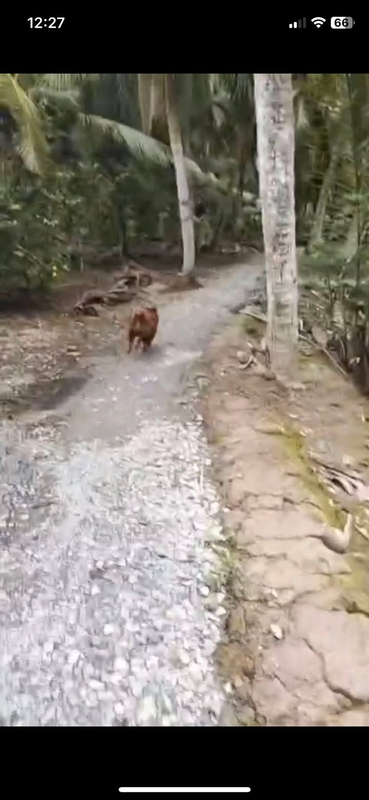 Đất nền Phước Long, Giồng Trôm, Bến Tre 2700m² giá 1.4 tỷ - Cơ hội đầu tư sinh lời!