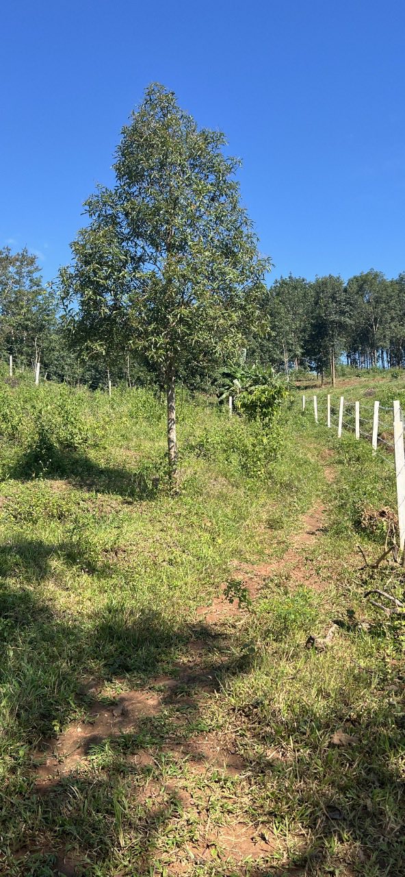 Đất Farm 4ha tại Đăk Pxi, Kon Tum - Cơ hội đầu tư hấp dẫn!