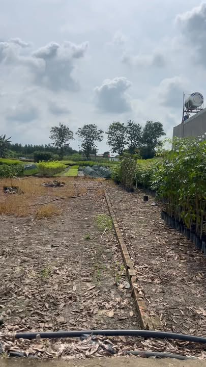 Đất thổ cư 100% tại ấp 5 Sông Trầu, Trảng Bom - Chỉ 899 triệu, cơ hội đầu tư hiếm có!