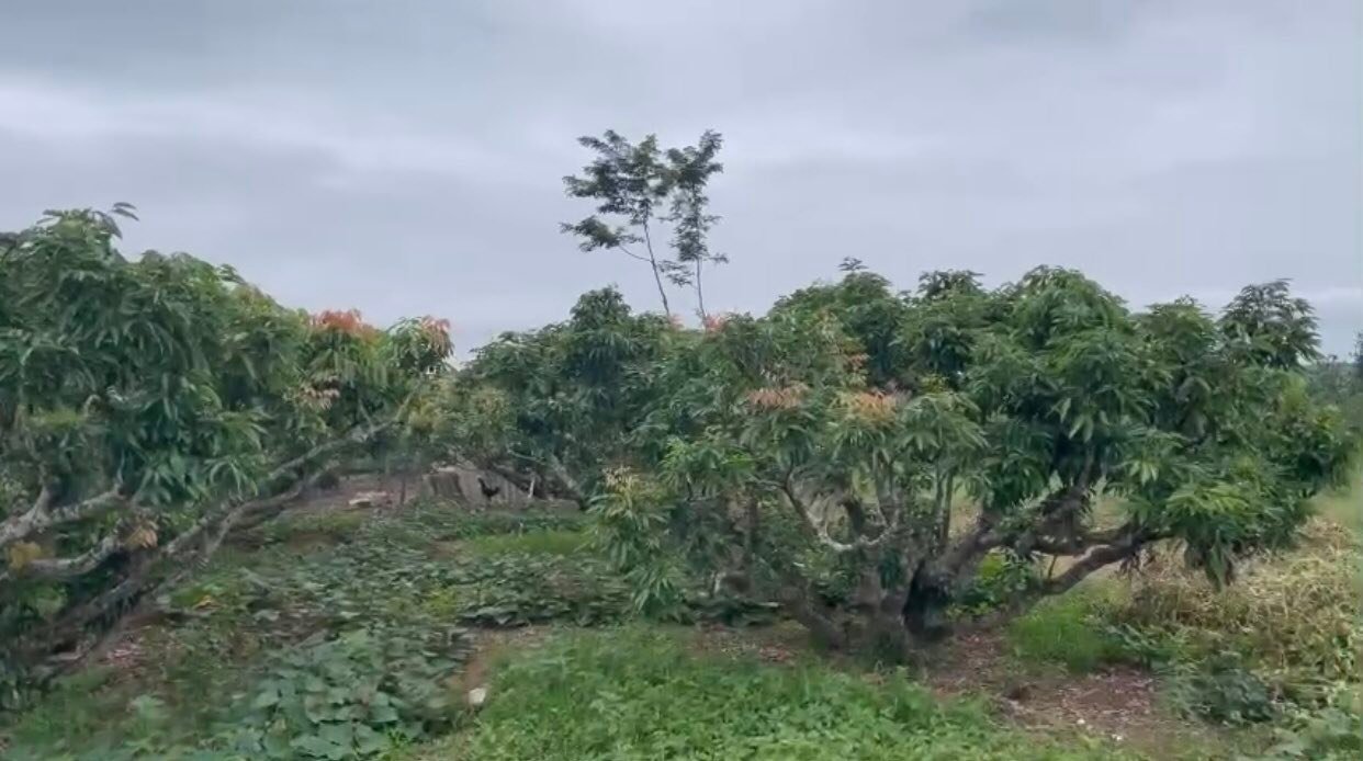 Đất Farm Đồng Cốc Lục Ngạn 9337m² giá 1 tỷ - Sẵn nhà vườn đẹp!