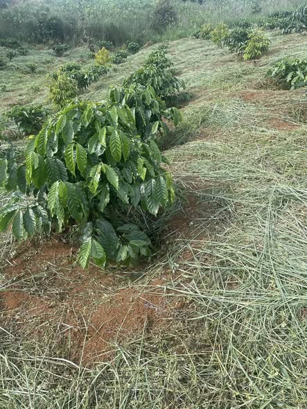 Đất rẫy 28800m² tại Trường Xuân, Đắk Nông - Cơ hội đầu tư tuyệt vời!