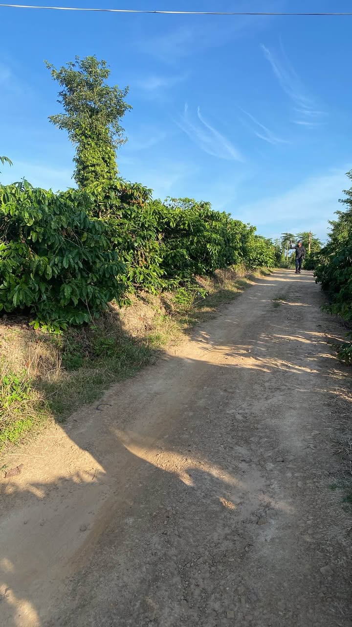 Đất 8 sào Eadah, Krong Năng giá chỉ 1.55 tỷ - Sổ đỏ chính chủ, thu hoạch ngay!