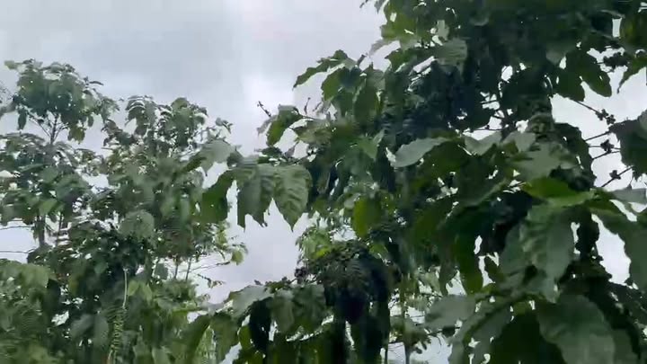 Đất thổ cư Lộc Ngãi 3000m² giá 2.2 tỷ - Mặt tiền ô tô, sổ đỏ chính chủ!