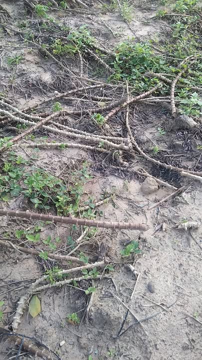 Farm cho thuê 3ha tại Thạnh Bình, Tân Biên - Hợp đồng 5 năm, mặt tiền nhựa!