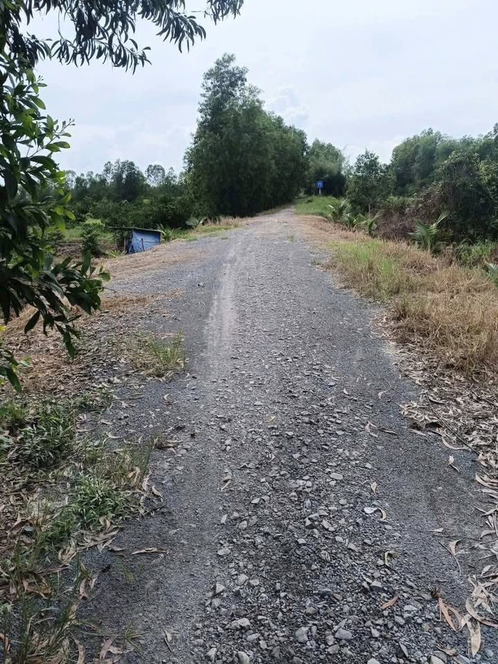 Đất vườn Thạnh Lợi 50.000m² giá 2.25 tỷ - Đường xe ô tô vào tận nơi!