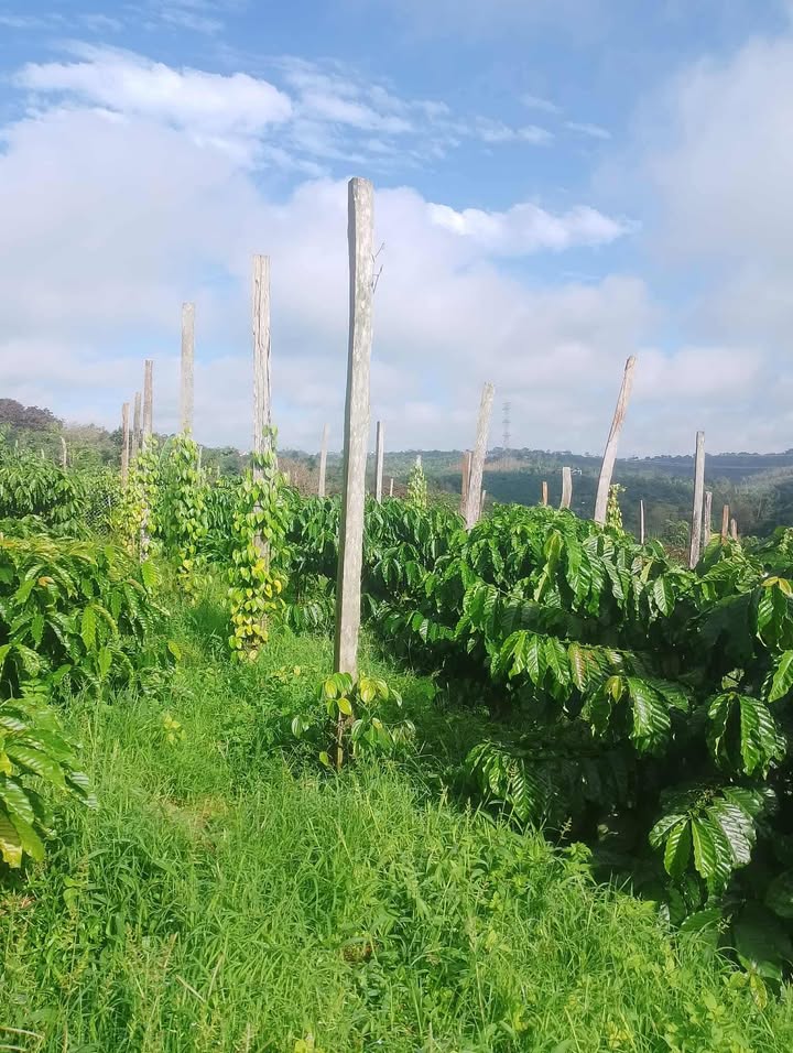 Đất nền Quảng Tân 13,000m² - Mặt tiền đường nhựa, giá thỏa thuận!