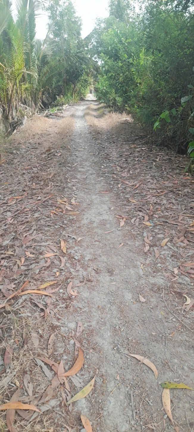 Đất nền Mỹ Thạnh Thủ Thừa 1.751m² giá 1,2 tỷ - Tiềm năng đầu tư sinh lời!