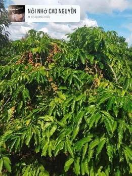 Farm đất vườn Ea Sol 18.500m² giá 4.1 tỷ - Sẵn sàng thu hoạch ngay!