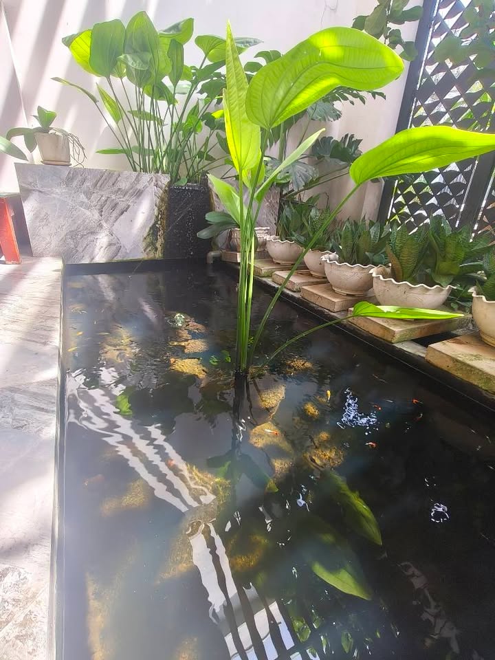 Nhà lầu Phú Trinh, Phan Thiết 50m² giá 3.45 tỷ - Vị trí trung tâm, gần công viên