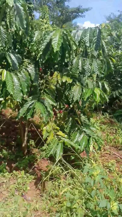 Đất vườn Trường Xuân Đắk Song 20,000m² giá 3,4 tỷ - Tiềm năng đầu tư lớn!