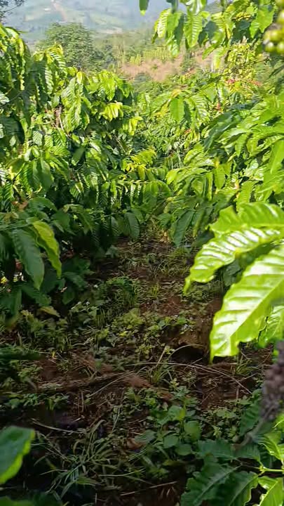 Đất vườn 36.000m² xã Trường Xuân giá 1.65 tỷ - Đầu tư sinh lời an toàn!