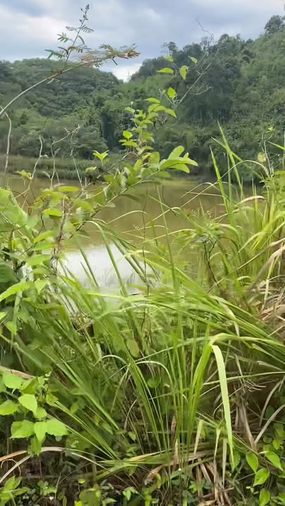 Farm Phước Cát 2 40.000m² giá 122.5 triệu - Đầu tư sinh lời với cà phê và sầu riêng!