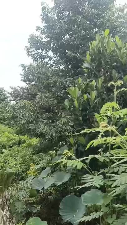 Farm sầu riêng Phú Cường, Tam Nông 1000m² giá chỉ 350 triệu - Đầu tư sinh lời ngay!