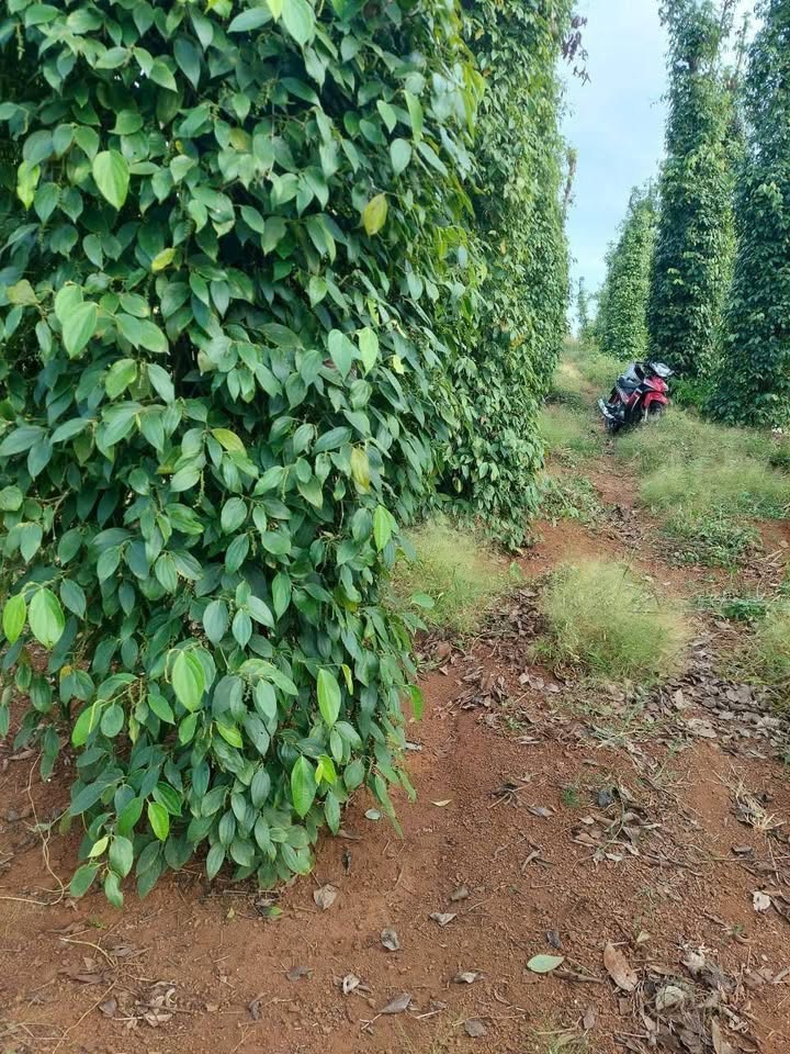 Đất Bàu Lâm, Xuyên Mộc 3000m² giá 1.75 tỷ - Chính chủ bán gấp!