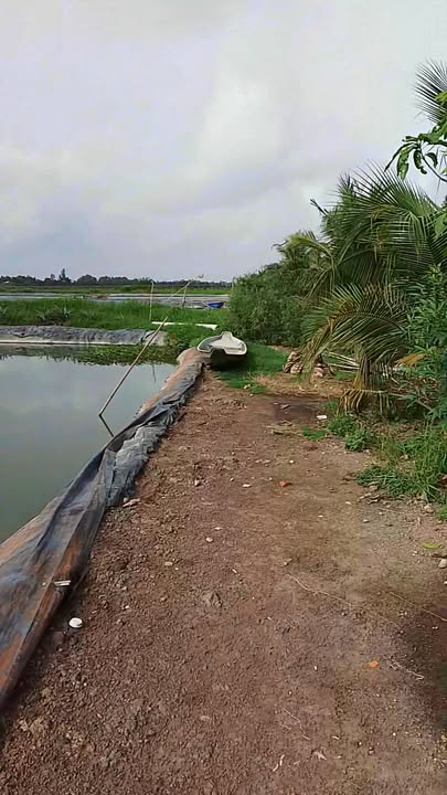 Đất ao cá cho thuê tại xã Tân Bình, huyện Tân Thạnh, 70,000m² giá 350 triệu/năm - Cơ hội đầu tư lý tưởng!