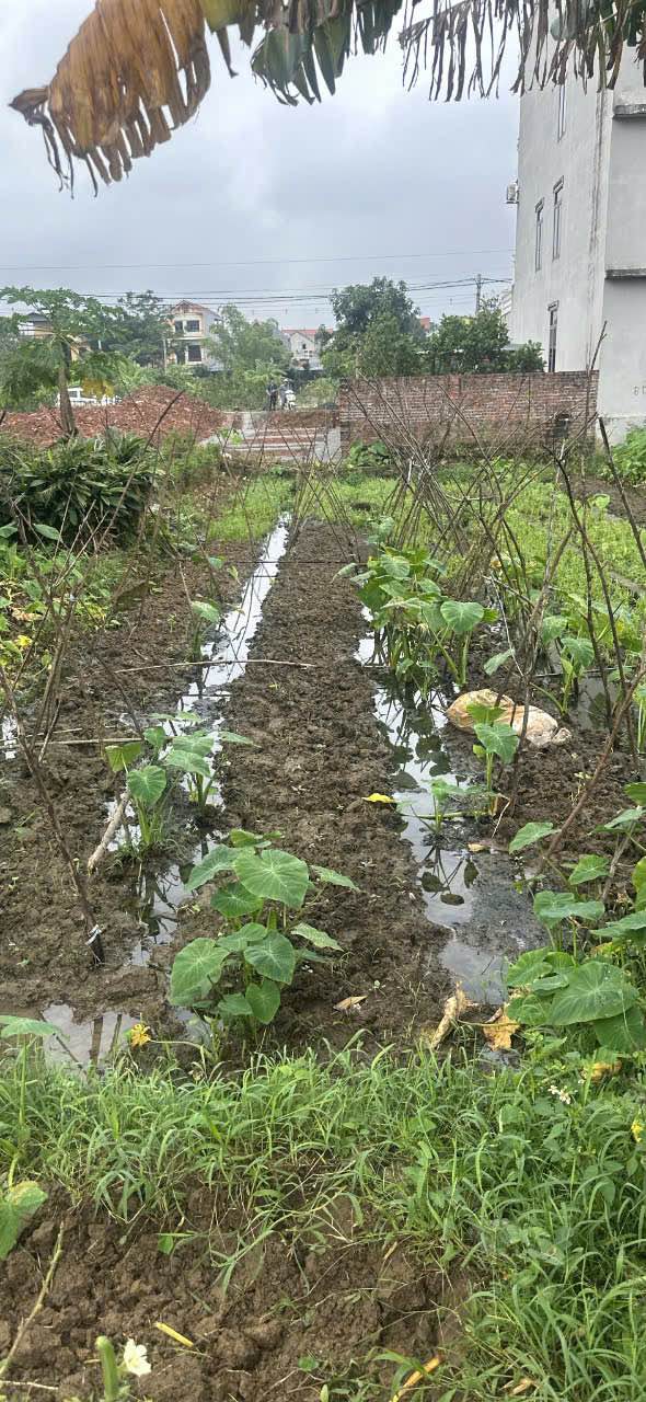 Đất 100m² chính chủ tại phường Đông Hoa Lư, Ninh Bình - Bán gấp giá thỏa thuận!