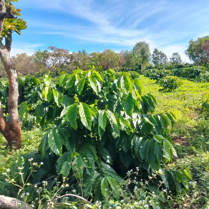 Đất nền xã Ia Grai 4.300m² giá 1 tỷ - Đầu tư sinh lời ngay lập tức!