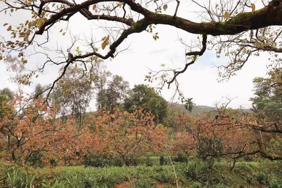 Lô đất nhà vườn 1ha tại Thanh Thủy, Thanh Chương - Cơ hội đầu tư tuyệt vời!