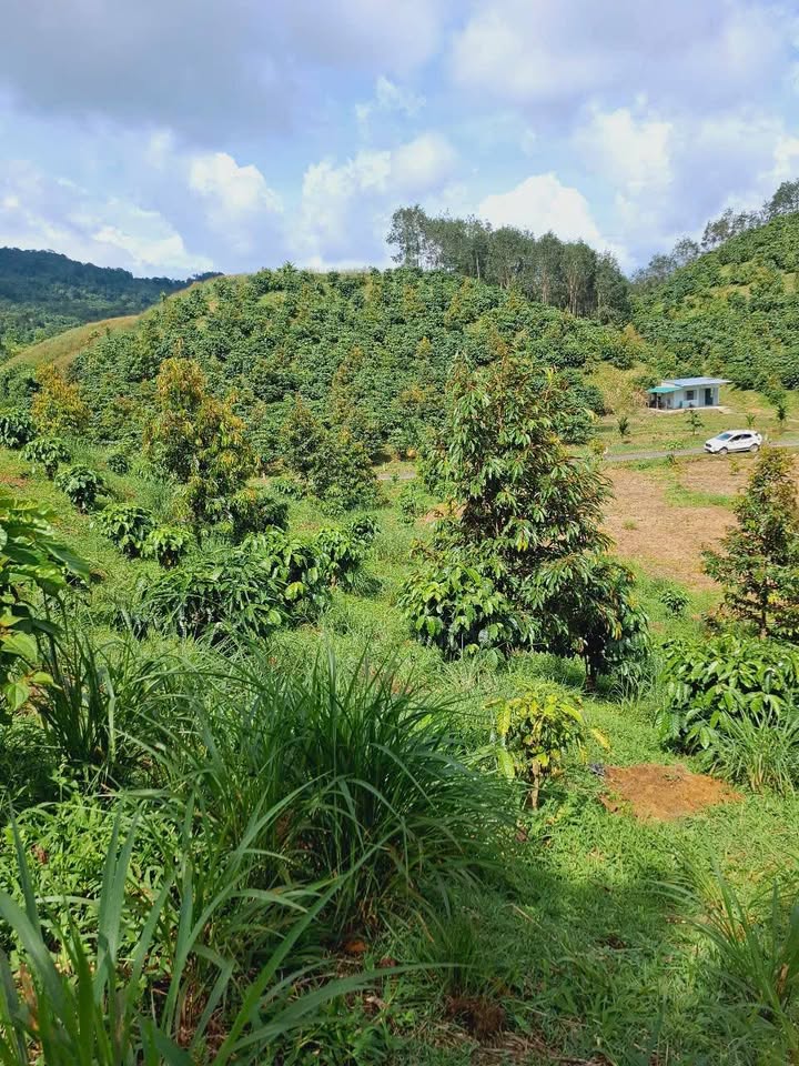 Đất nông nghiệp Lộc Bắc Bảo Lâm 7800m² giá 250 triệu - Đầu tư sinh lời ngay!