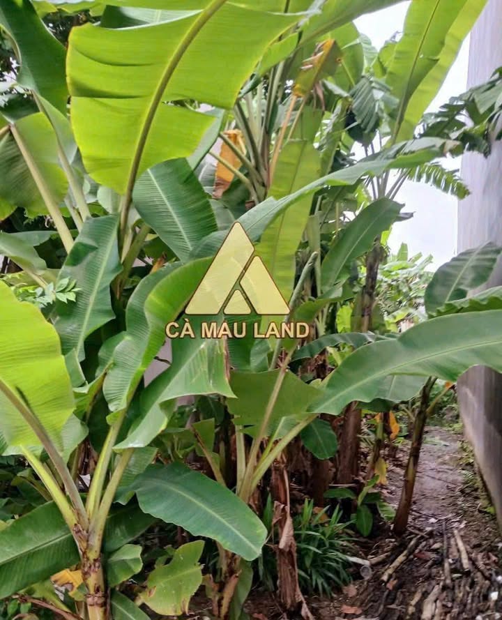 Đất nền Tân Xuyên Cà Mau 226.1m² - Vị trí đắc địa, giao thông thuận lợi!