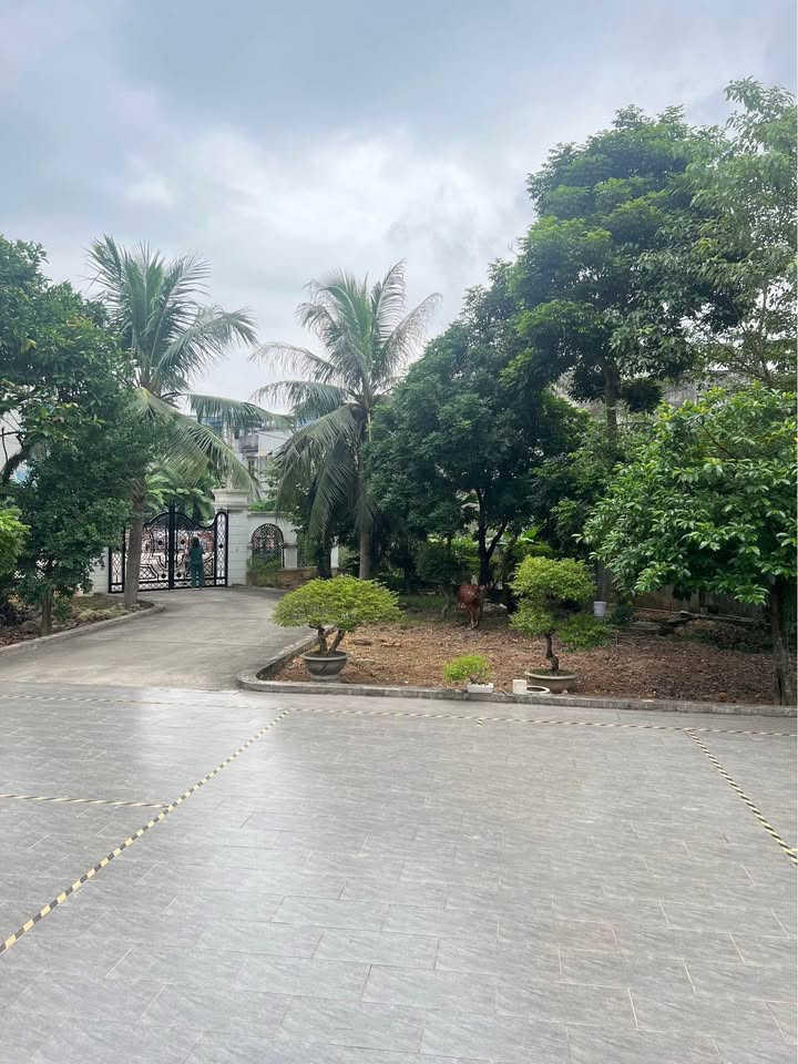 Đất nền 135 Đồng Quang 553m² giá thỏa thuận - Vị trí vàng ngay cổng trường Hoa Hướng Dương!