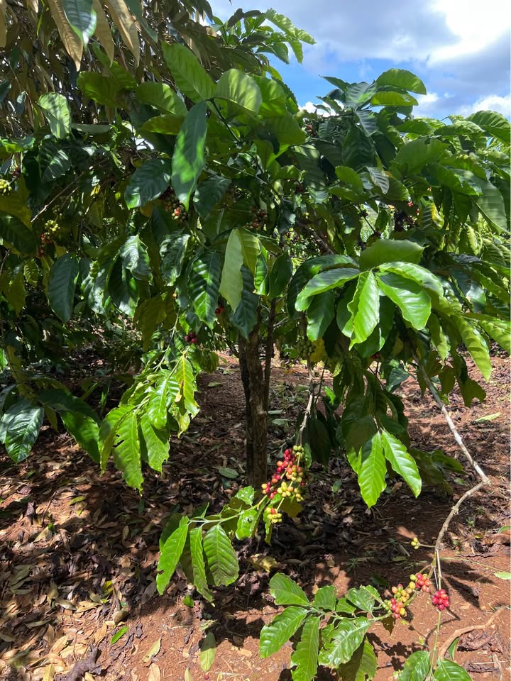 Đất trồng cà phê Quảng Phú, Cư M'gar 3.574m² giá 1.25 tỷ - Cơ hội đầu tư sinh lời cao!