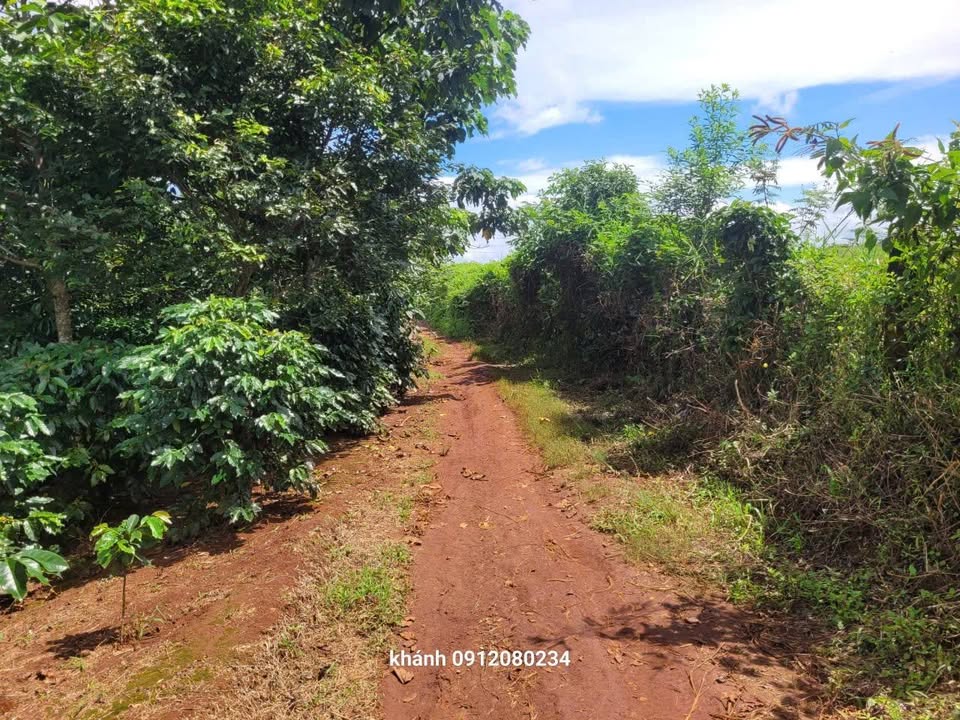 Đất nông nghiệp 4830m² tại Khe Sanh - Mặt tiền 60m, cơ hội đầu tư tuyệt vời!