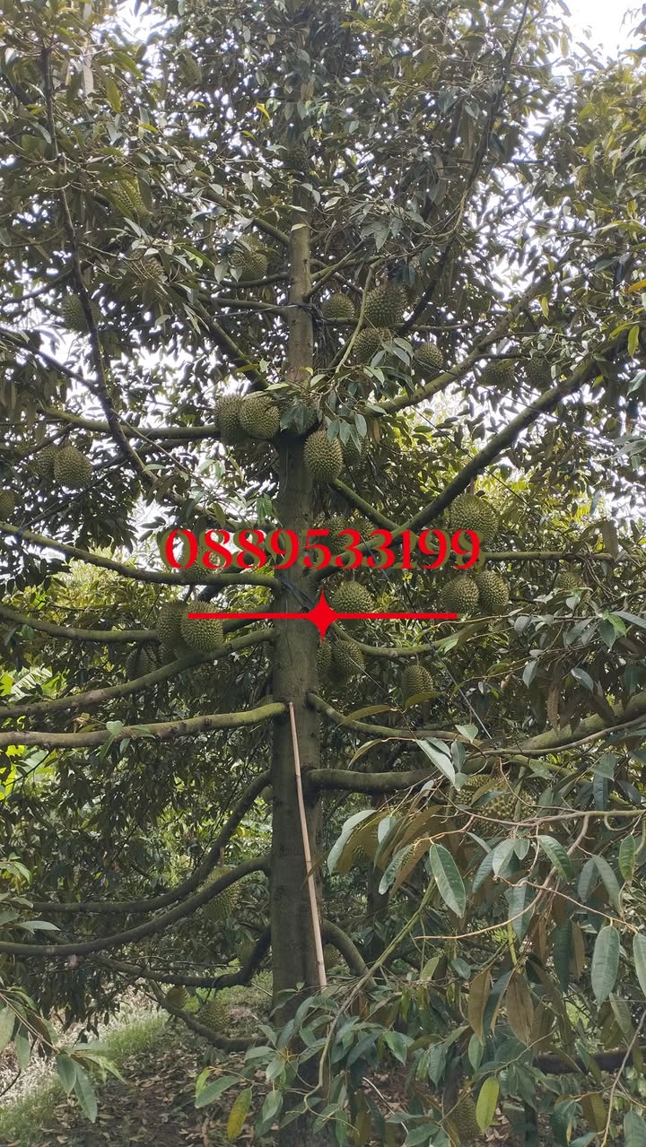 Đất trồng Sầu Riêng 2 công tại xã Phú Phụng, giá 480 triệu - Cơ hội đầu tư hấp dẫn!