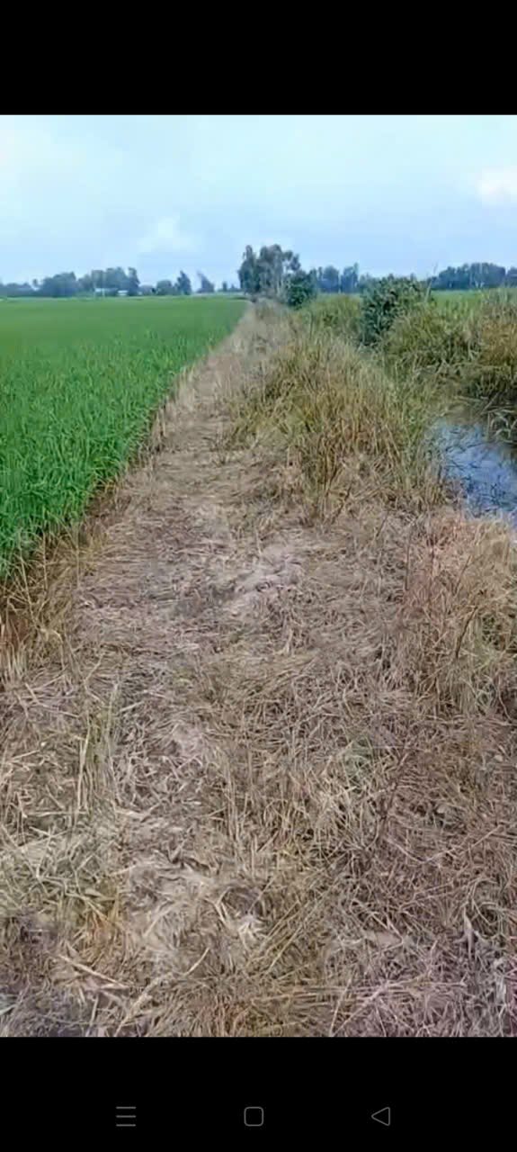 Đất lúa Mỹ An 4893m² giá chỉ 978 triệu - Cơ hội đầu tư tuyệt vời!