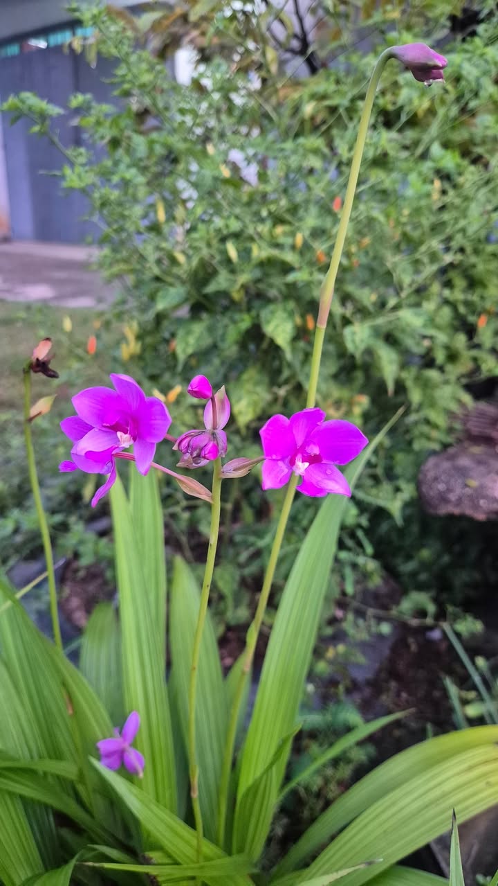 Đất nền Ninh Điền, Châu Thành 1022m² giá chỉ 1xx triệu - Cơ hội đầu tư tuyệt vời!