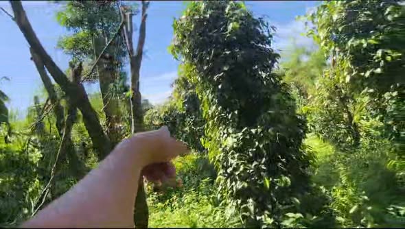 Đất thổ cư 2300m² mặt đường tỉnh lộ Chư Sê, Gia Lai - Giá chỉ 399 triệu!