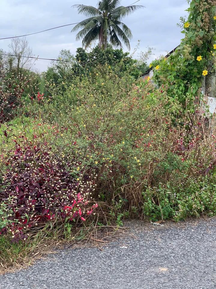 Đất nền chính chủ Quới An, Vũng Liêm 155m² giá 350 triệu - Sổ hồng sang tên nhanh chóng!