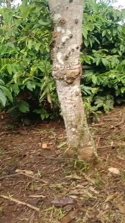 Đất nền Ea Tân 20.000m² giá 500 triệu - Cơ hội đầu tư tuyệt vời!