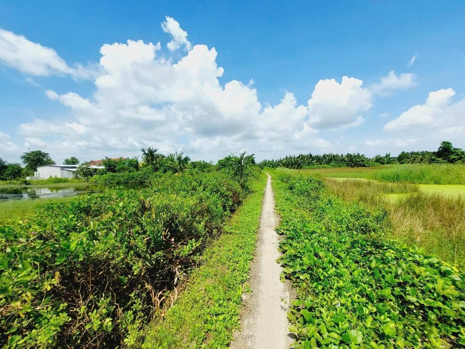 Đất nền Phước Lại, Cần Giuộc, Long An 1924m² giá chỉ 1.5 tỷ - Sổ đỏ chính chủ!