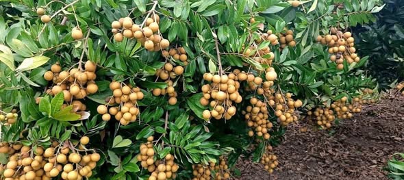 Đất nền Hòa Hội Xuyên Mộc 2004m² giá 1.75 tỷ - Sổ hồng chính chủ!