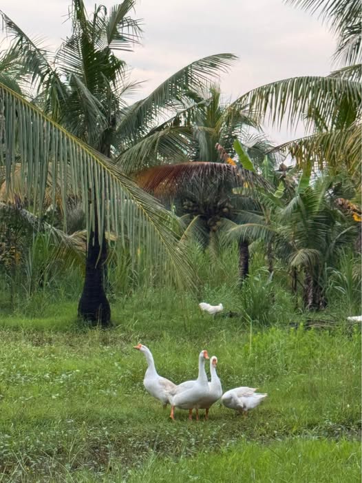 Đất nền xã An Thạnh Thủy, Chợ Gạo, Tiền Giang 2000m² giá 750 triệu - Sổ đỏ chính chủ