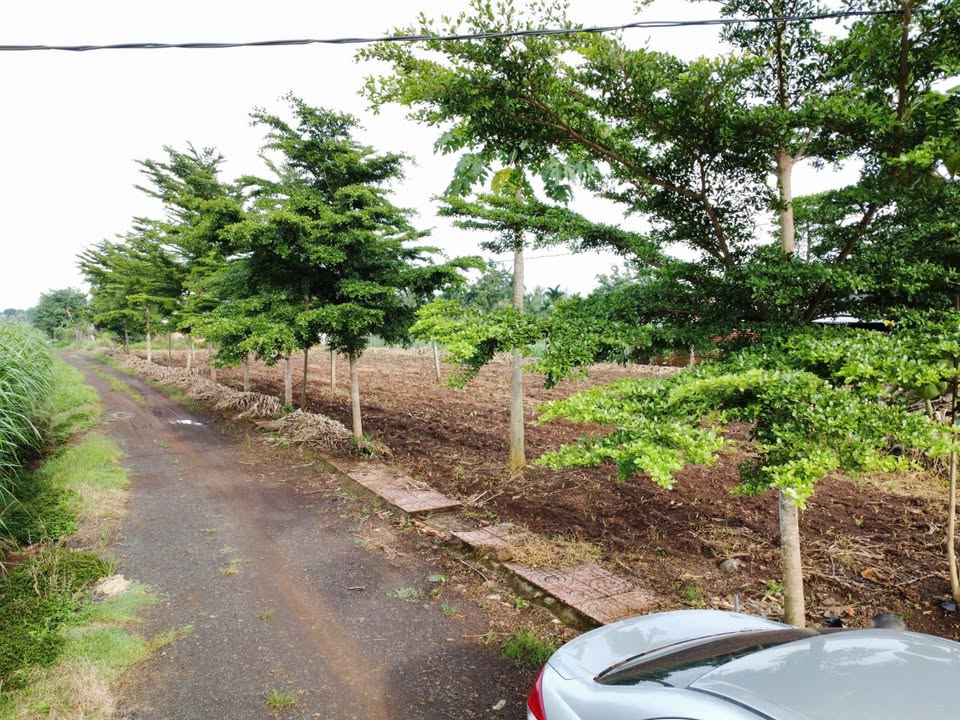 Lô đất thổ cư phường Thành Nhất Buôn Ma Thuột 820m² giá 926.2 triệu - Đất vuông vức, tiện lợi!