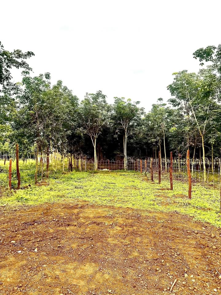 Đất nền Lộc Điền 2000m² giá 250 triệu - Sổ đỏ chính chủ, gần đường nhựa