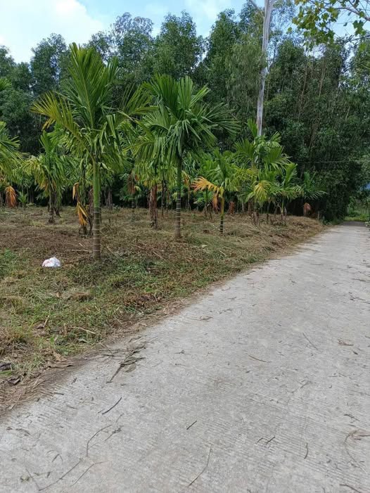 Đất vườn Nghĩa Thắng Tư Nghĩa 2256m² chỉ 800 triệu - Cơ hội đầu tư hấp dẫn!