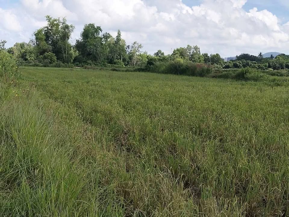 Đất nông nghiệp Cát Tân, Phù Cát 2000m² giá 100 triệu - Cơ hội đầu tư tuyệt vời!