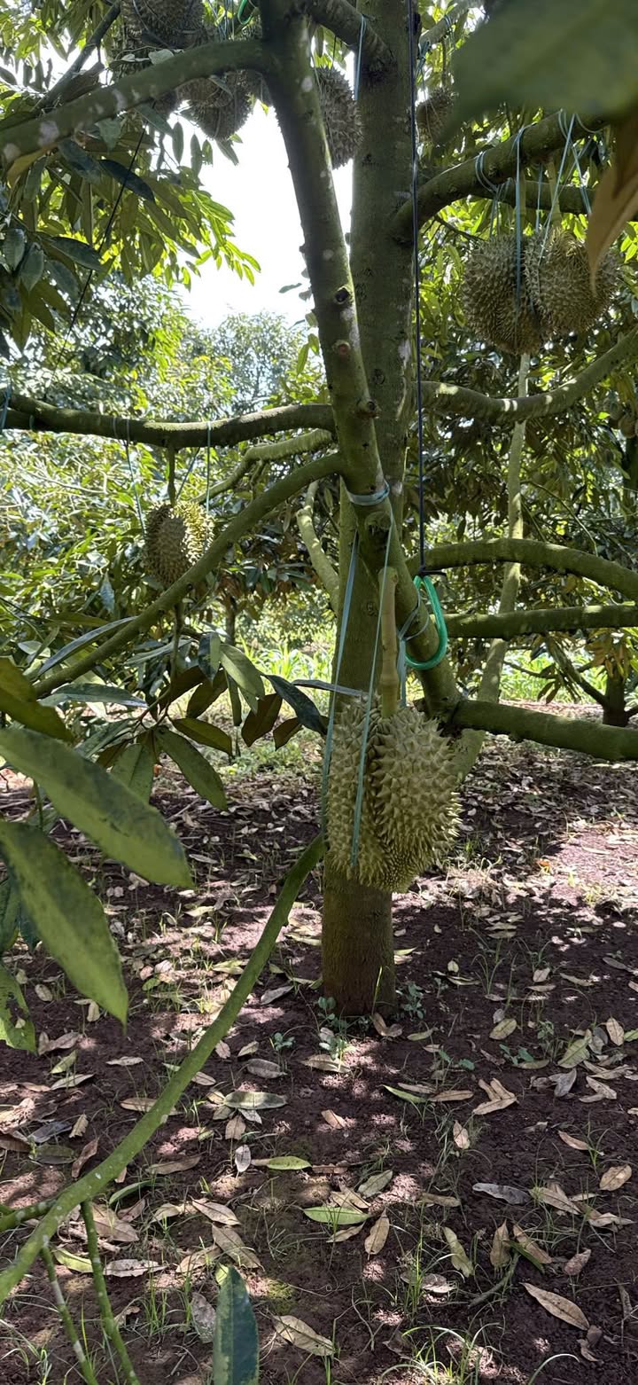 Đất nền Cư Né 1500m² giá 1.2 tỷ - Đầu tư sinh lời ngay!