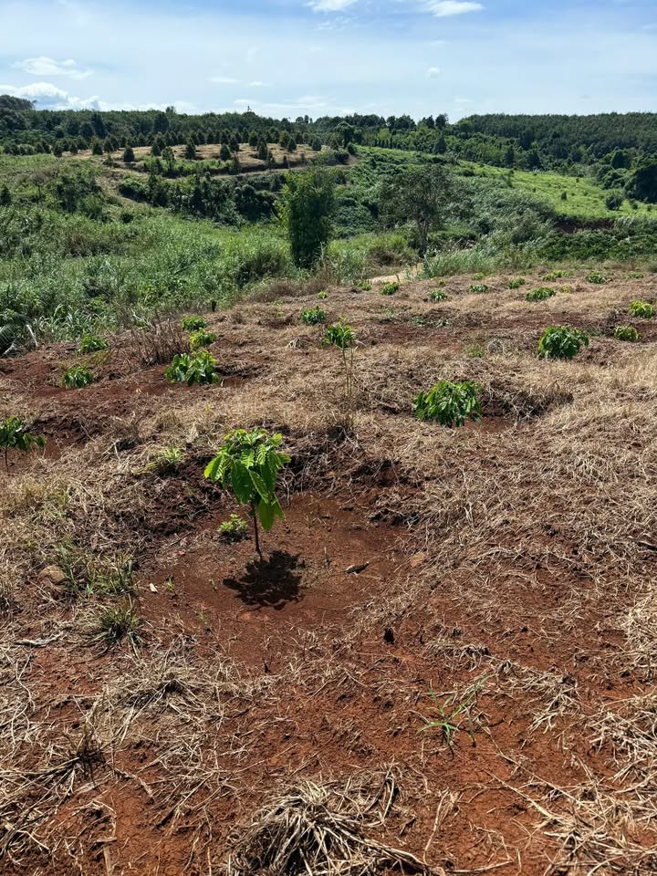 Đất nông nghiệp Ea Khal 67.000m² giá 829 triệu - Cơ hội đầu tư sinh lời!