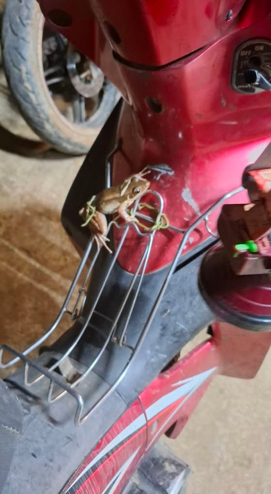 Đất mặt tiền Võ Phi Trắng, Phú Đa 270m² giá 1 tỷ - Kinh doanh sầm uất!