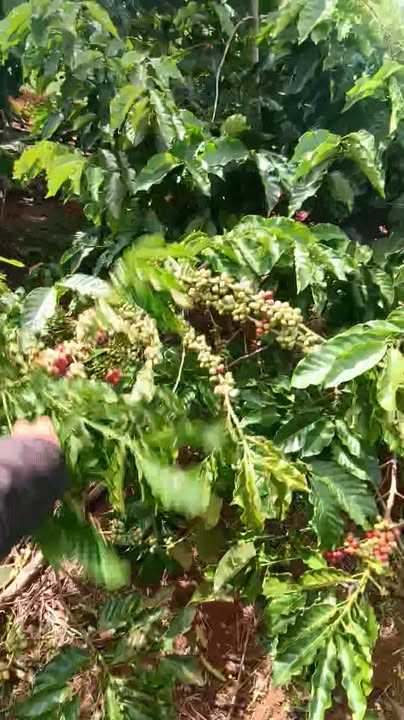 Đất thổ cư 21,000m² thôn 5, xã Trường Xuân, Đăk Song - Giá chỉ 2.35 tỷ!