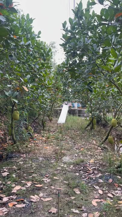 Đất mặt tiền phường Mỹ Ngãi, Cao Lãnh - 200m² giá 3 tỷ, cơ hội đầu tư sinh lời!