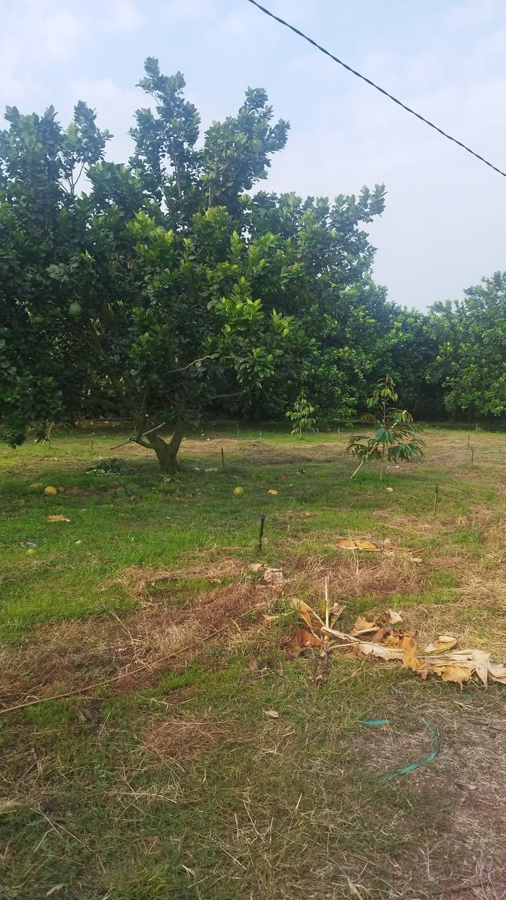 Đất vườn Phú Túc 8700m² giá 2.96 tỷ - Sổ đỏ chính chủ, thương lượng ngay!