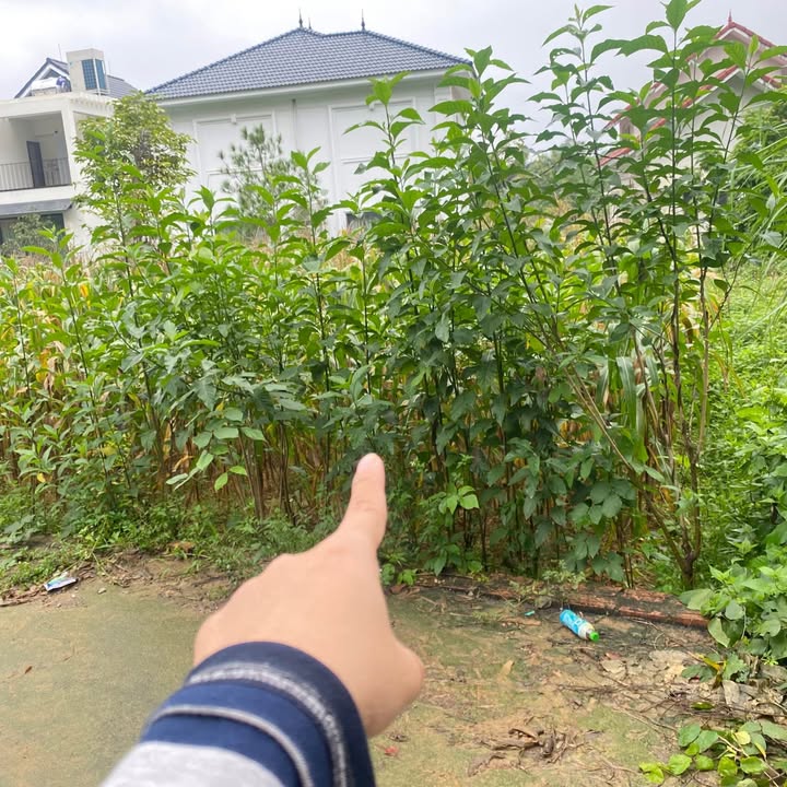 Đất nền Tiến Xuân Thạch Thất 150m² giá 3.975 tỷ - Cơ hội đầu tư tuyệt vời!