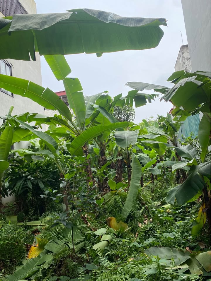 Đất Phúc Lợi Long Biên 73m² giá chỉ 7.x triệu - Nở hậu, vị trí đẹp!