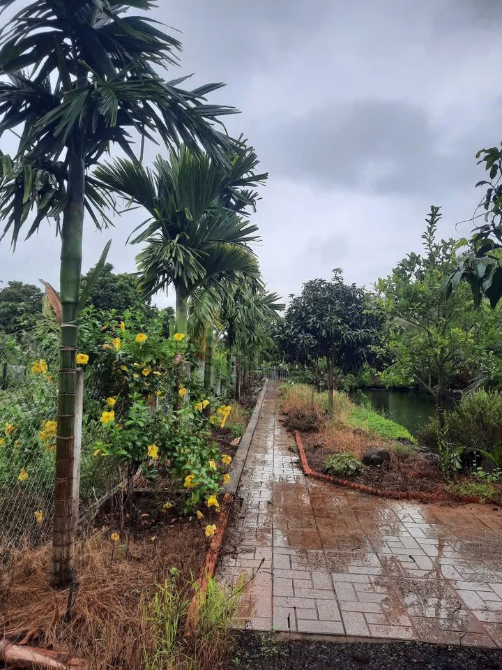 Đất thổ cư Hòa Phú, Buôn Ma Thuột 3000m² giá 2.5 tỷ - Cơ hội đầu tư hấp dẫn!